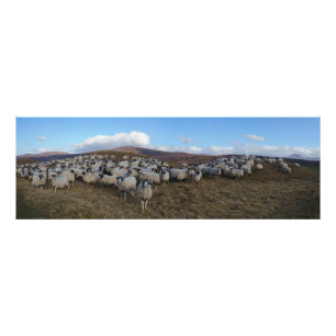 Scottish Blackface Sheep Herd Panorama Foto Afdruk