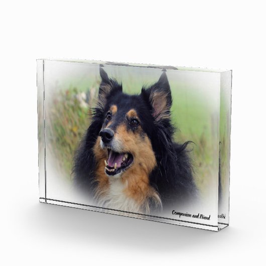 Scottish Collie Dog. Fotoblokken (Rechts)