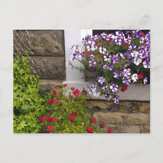 Scottish cottage window met petunias en rozen briefkaart (Voorkant)