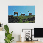Scottish Deer Trio Poster (Thuiskantoor)