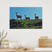 Scottish Deer Trio Poster (Keuken)