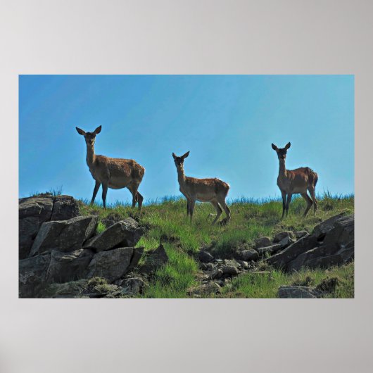 Scottish Deer Trio Poster (Voorkant)