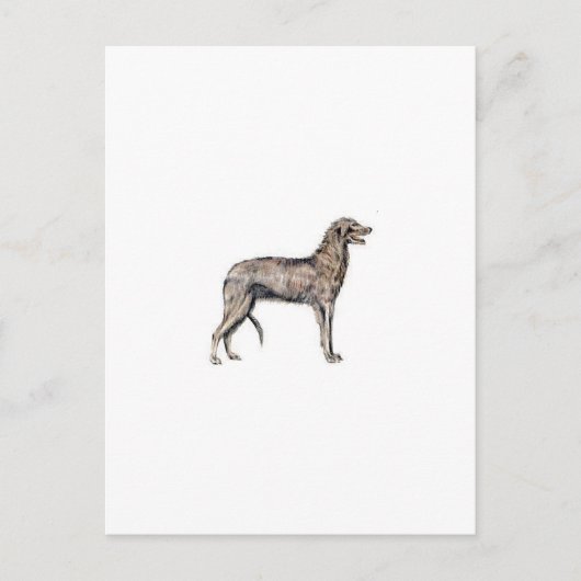 Scottish Deerhound Briefkaart (Voorkant)