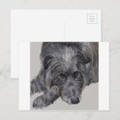 Scottish Deerhound Briefkaart (Voorkant / Achterkant)
