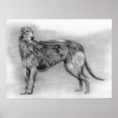 Scottish Deerhound Dog Portrait Poster (Voorkant)