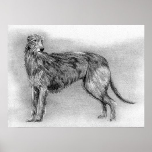Scottish Deerhound Dog Portrait Poster (Voorkant)