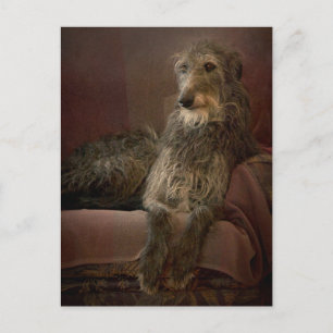 Scottish deerhound on a sofa briefkaart