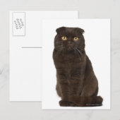 Scottish Fold (18 maanden oud) zittend Briefkaart (Voorkant / Achterkant)