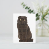 Scottish Fold (18 maanden oud) zittend Briefkaart (Staand voorkant)