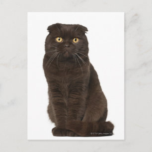 Scottish Fold (18 maanden oud) zittend Briefkaart