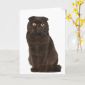 Scottish Fold (18 maanden oud) zittend Kaart (Gele Bloem)