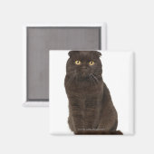 Scottish Fold (18 maanden oud) zittend Magneet (Voorkant / Achterkant)