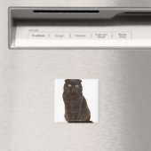 Scottish Fold (18 maanden oud) zittend Magneet (Insitu (Vaatwasser))