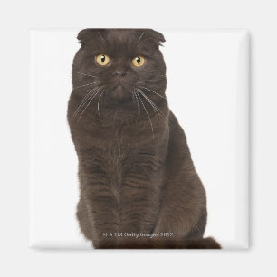 Scottish Fold (18 maanden oud) zittend Magneet