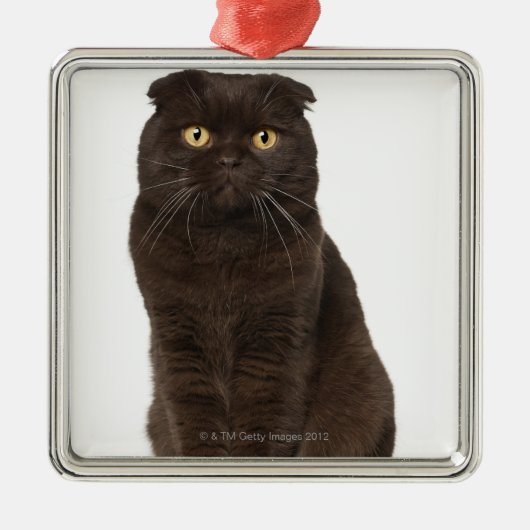 Scottish Fold (18 maanden oud) zittend Metalen Ornament (Voorkant)