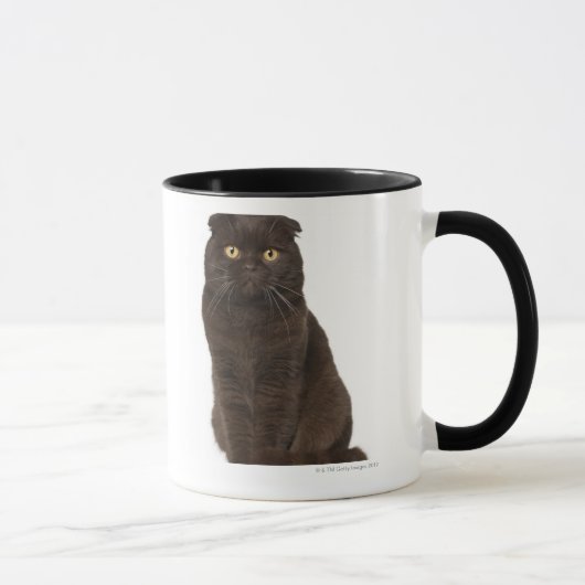 Scottish Fold (18 maanden oud) zittend Mok (Rechts)