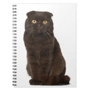 Scottish Fold (18 maanden oud) zittend Notitieboek