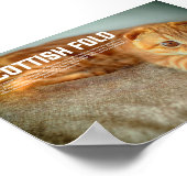 Scottish Fold Cat Breed Poster (Hoek)