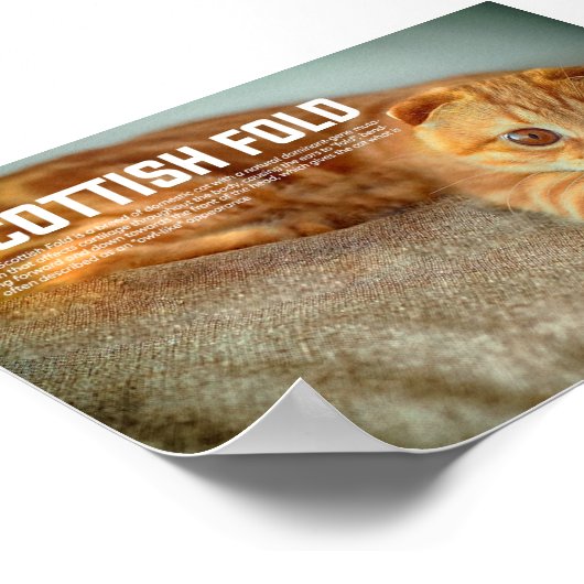 Scottish Fold Cat Breed Poster (Hoek)