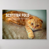 Scottish Fold Cat Breed Poster (Voorkant)