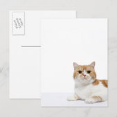 Scottish Fold Cat Briefkaart (Voorkant / Achterkant)