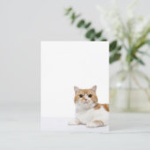 Scottish Fold Cat Briefkaart (Staand voorkant)