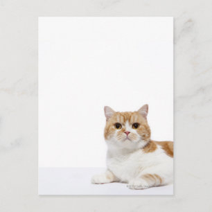 Scottish Fold Cat Briefkaart