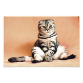 Scottish Fold Cat Foto Afdruk (Voorkant)