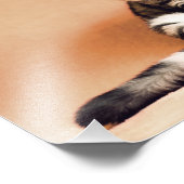 Scottish Fold Cat Foto Afdruk (Hoek)