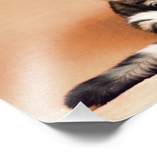 Scottish Fold Cat Foto Afdruk (Hoek)