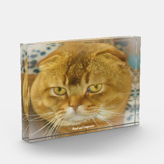 Scottish Fold Cat Fotoblokken (Links)