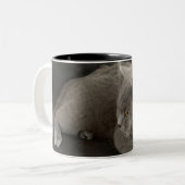 scottish fold cat koffie mok (Voorkant links)