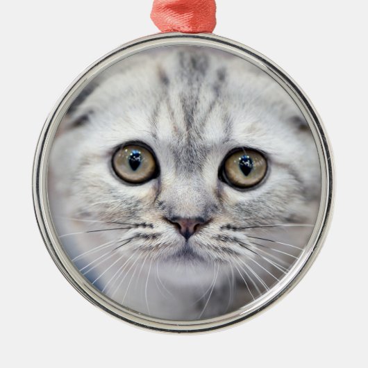Scottish Fold Cat Metalen Ornament (Voorkant)