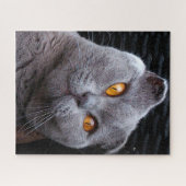 Scottish Fold Cat Pedigree Legpuzzel (Horizontaal)