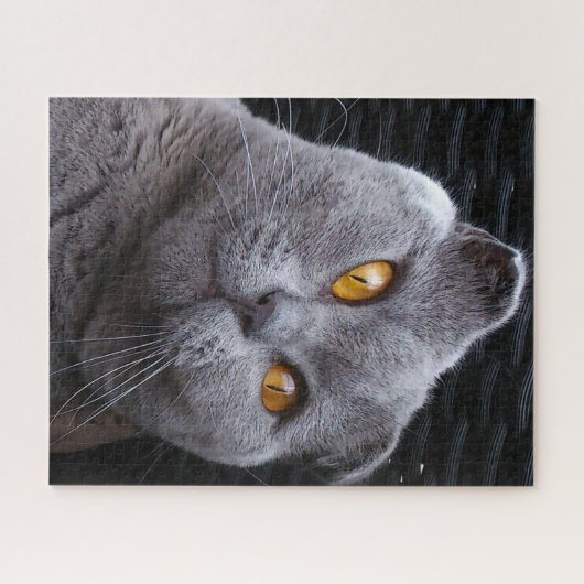 Scottish Fold Cat Pedigree Legpuzzel (Horizontaal)