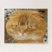 Scottish Fold Cat Pedigree Legpuzzel (Horizontaal)