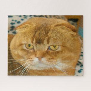 Scottish Fold Cat Pedigree Legpuzzel