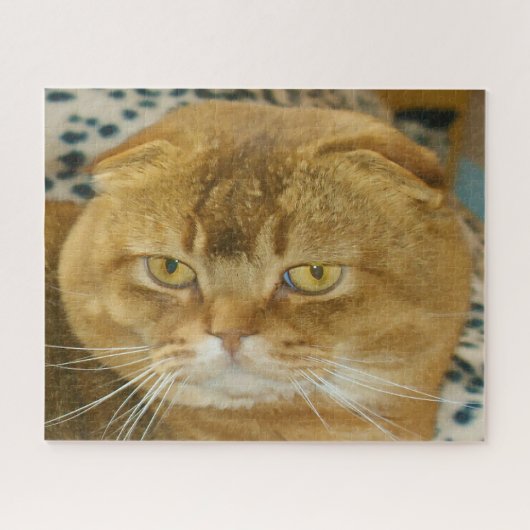 Scottish Fold Cat Pedigree Legpuzzel (Horizontaal)