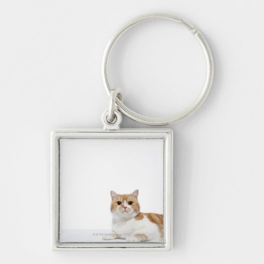 Scottish Fold Cat Sleutelhanger (Voorkant)