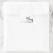 Scottish Fold Cat Vierkante Sticker (Tas)