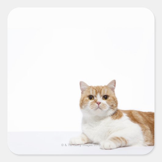 Scottish Fold Cat Vierkante Sticker (Voorkant)