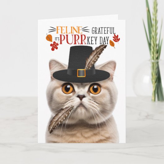 Scottish Fold Cream Cat dankbaar voor PURRkey Day Feestdagen Kaart (Voorkant)