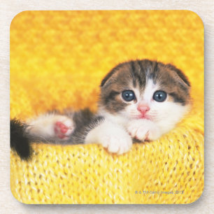 Scottish Fold; is een kattenras met een natuurlijk Bier Onderzetter