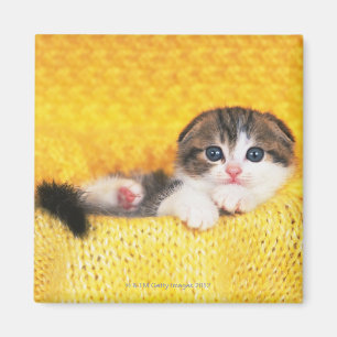 Scottish Fold; is een kattenras met een natuurlijk Magneet
