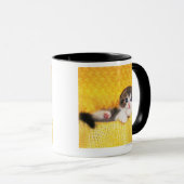 Scottish Fold; is een kattenras met een natuurlijk Mok (Voorkant rechts)