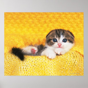 Scottish Fold; is een kattenras met een natuurlijk Poster