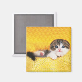 Scottish Fold; is een ras van kat met een natuurli Magneet (Voorkant / Achterkant)
