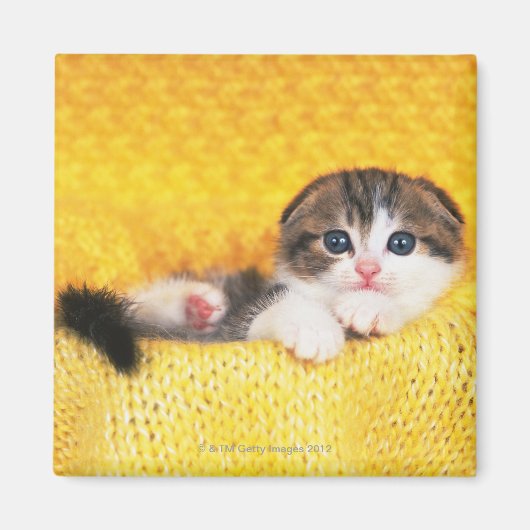 Scottish Fold; is een ras van kat met een natuurli Magneet (Voorkant)