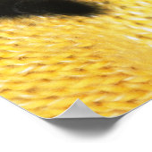 Scottish Fold; is een ras van kat met een natuurli Poster (Hoek)