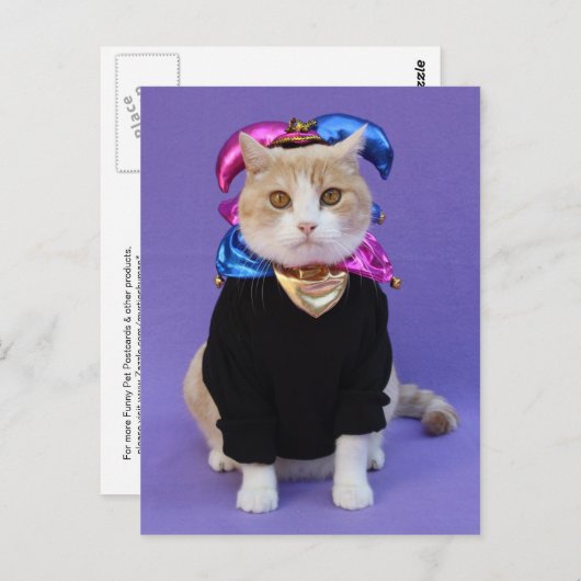 Scottish Fold Jester Briefkaart (Voorkant / Achterkant)